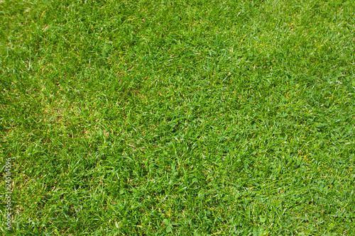 Green grass / herbe verte