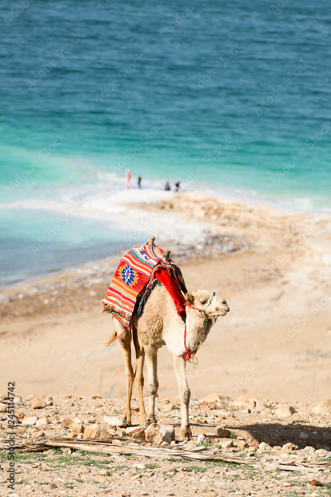 Stunning view of a camel grazing on a hill with Dead Sea in the background, Israel.