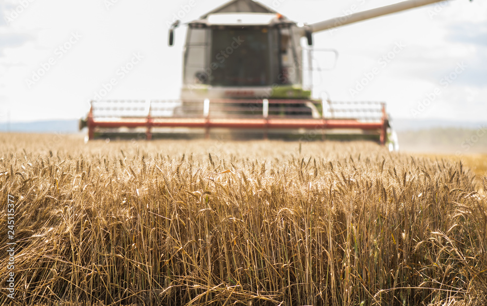 Fototapeta premium Harvesting of wheat field with combine