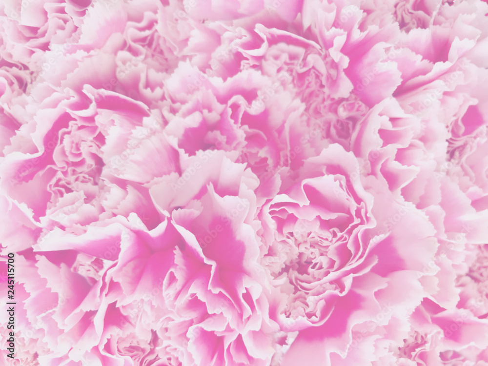 blurred sweet pink soft tone carnation flowers background.
