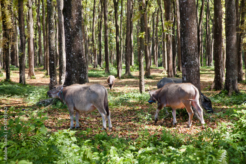 Livestock grazing near the trees. Livestock grazing near the trees.