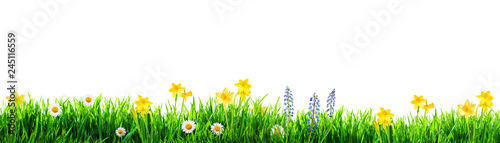 Fototapeta Naklejka Na Ścianę i Meble -  grass and spring flowers background