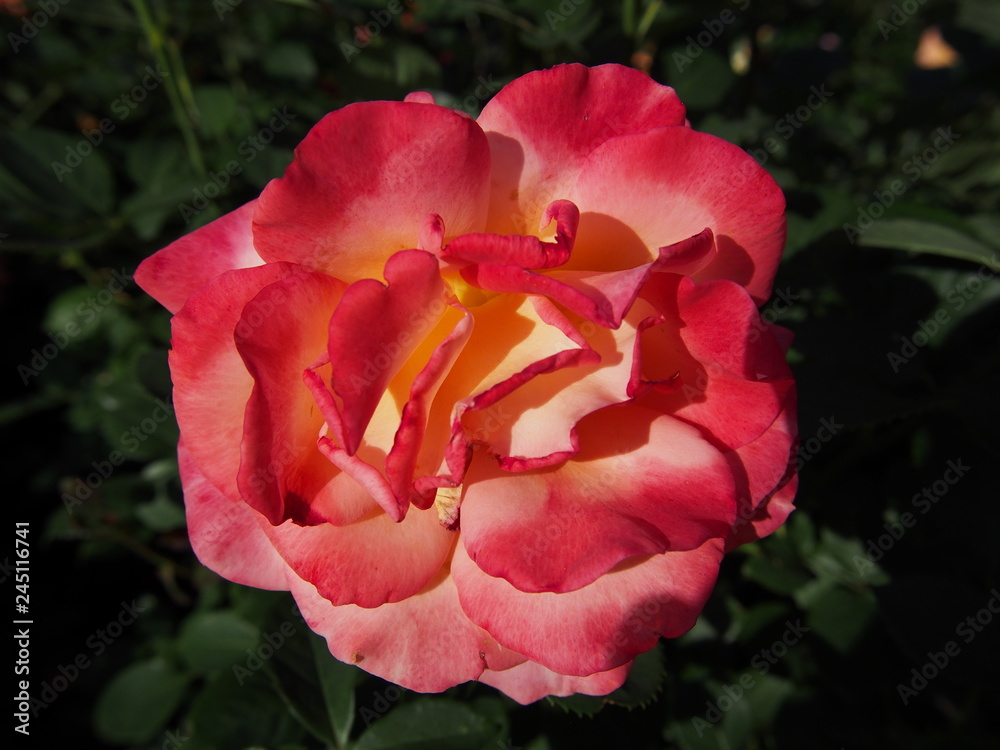 初夏の花 初夏の花