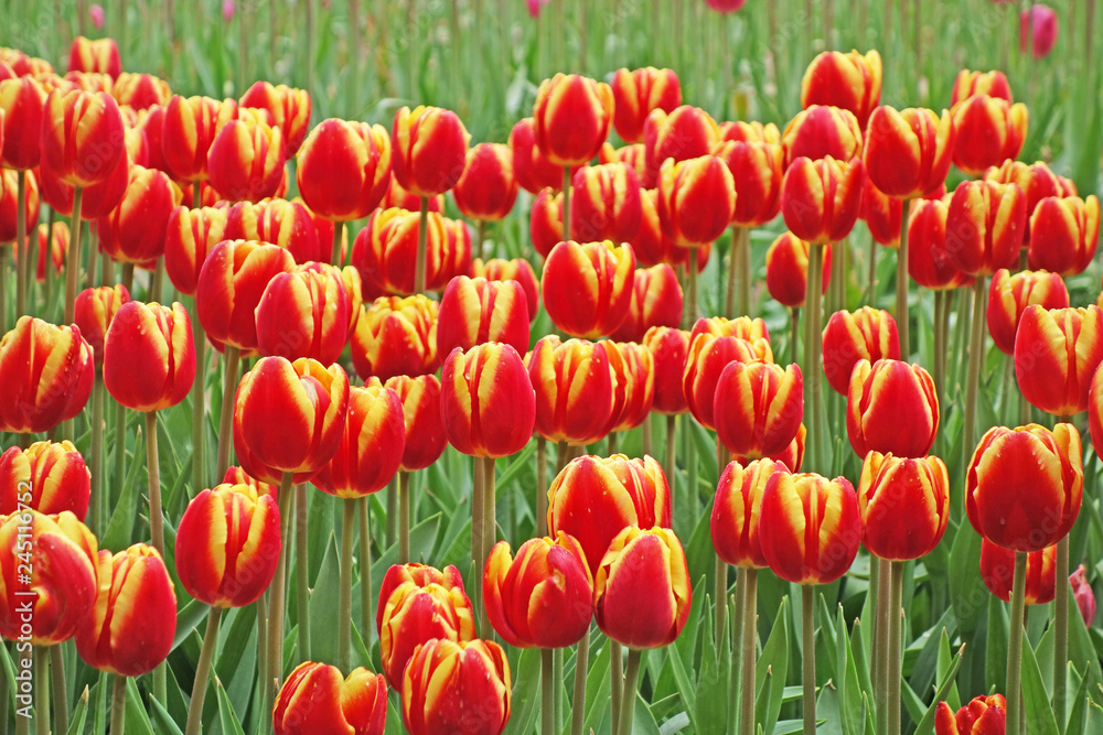 field of red and yellow tulips field of red and yellow tulips