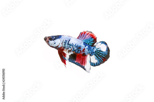 Fighting Fish / Betta Fish : Multicolor siamese fancy fighting fish (Koi pattern or Galaxy pattern) isolated on white background. photo