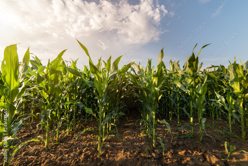 Plant of young green corn Plant of young green corn