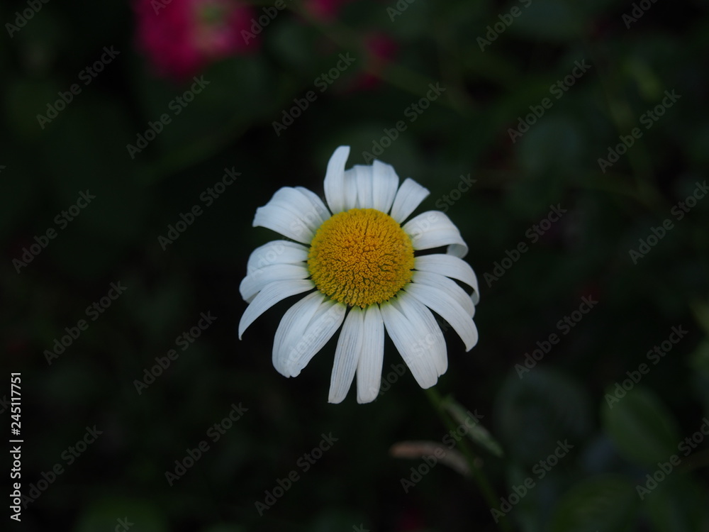 Obraz premium 初夏の花