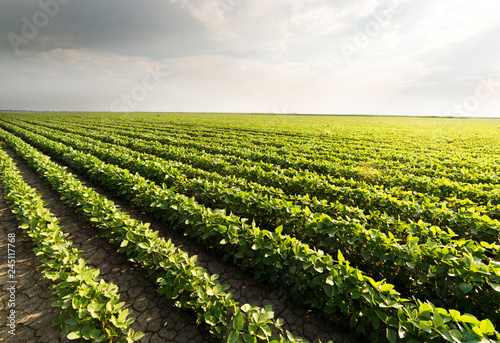 Soybean Field Rows