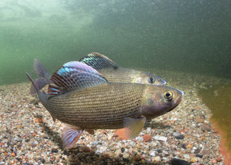 Grayling (Thymallus thymallus). Swimming freshwater fish Thymallus thymallus, underwater photography in the clear water. Live in the mountain creek. Beautiful river habitat.