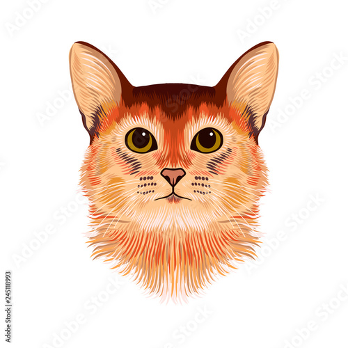 Vector Illustrative Portrait of red and brown Cat. Hand drawn sketch, cute breed of domestic short haired cat with big eyes. Kitten face artwork illustration for t-shirt and other clothes design