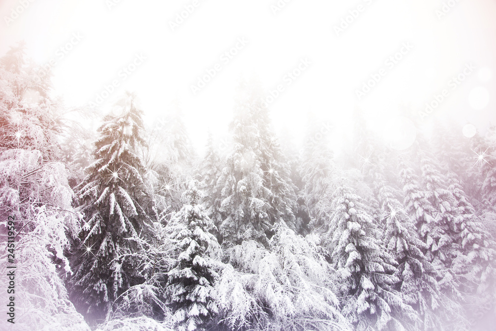 Snowy fir trees winter wonderland background
