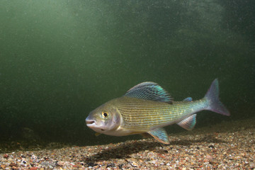Grayling (Thymallus thymallus). Swimming freshwater fish Thymallus thymallus, underwater photography in the clear water. Live in the mountain creek. Beautiful river habitat.