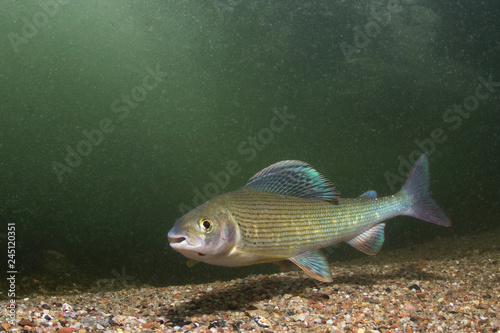 Grayling (Thymallus thymallus). Swimming freshwater fish Thymallus thymallus, underwater photography in the clear water. Live in the mountain creek. Beautiful river habitat. photo