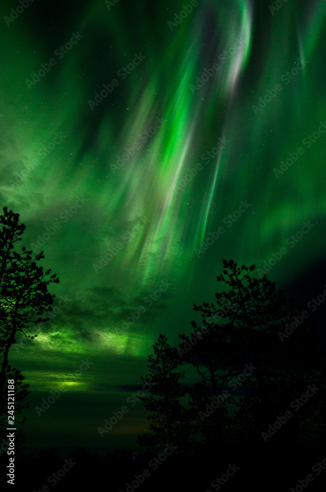Northern Lights in Central Finland with trees in the foreground
