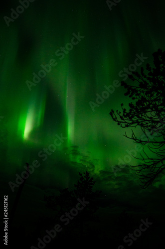 Northern Lights in Central Finland with trees in the foreground
