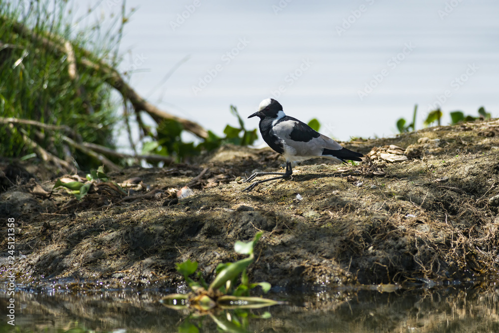 Obraz premium A blacksmith lapwing or blacksmith plover (Vanellus armatus) resting at the shore of Lake Naivasha, Kenya