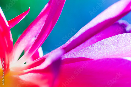 Macro shot of a pink cactus blossom on a clear blue sky background on a sunny summer day