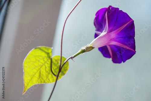 Deep Indigo and Purple Petunia Flowers in Summer in garden. Three Colored Morning Glory. Large lilac flower with sparkling petals with a pink fiveway star. Ipomoea purpurea photo