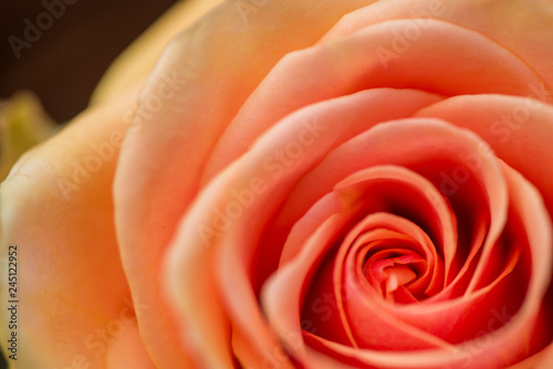 Macro shot of beautiful rose. Warm colors  romantic autumn background. 