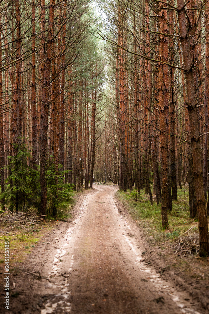 Fototapeta premium Road in the pine forest