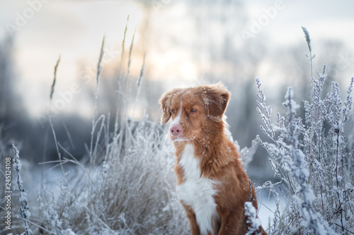 portrait of a dog in the snow. close-up. Winter mood. Nova Scotia Duck Tolling Retriever, Toller