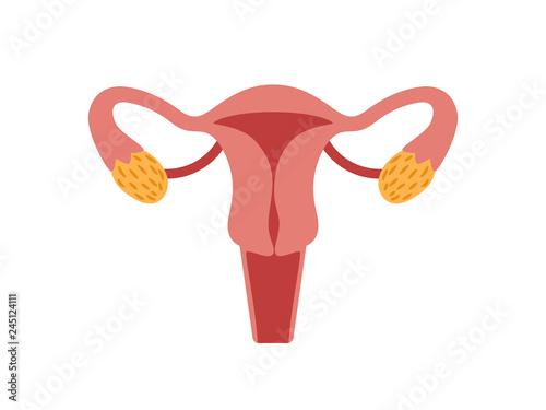 Female reproductive system for childbearing. Anatomy human woman, uterus and gynecology. Vector illustration