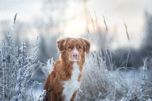Fototapeta Naklejka Na Ścianę i Meble -  portrait of a dog in the snow. close-up. Winter mood. Nova Scotia Duck Tolling Retriever, Toller