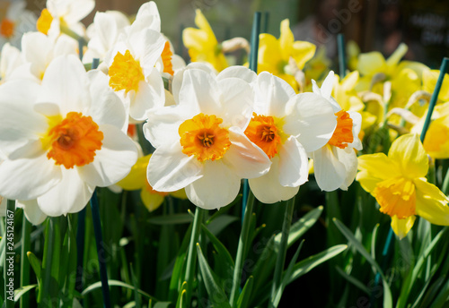Fototapeta Naklejka Na Ścianę i Meble -  Close up of a Field of White and Yellow Daffodils fieldin spring, A beautiful White and Yellow narcissus in english garden, flowers bloosom in Spring or Summer concept