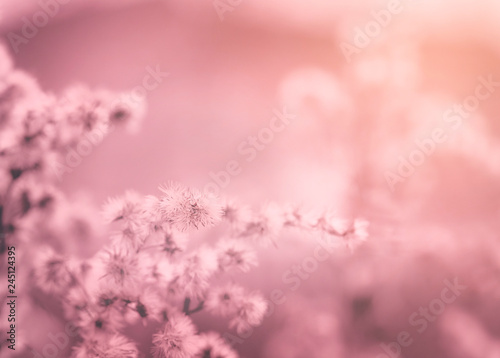 Soft focus of dry wild flower in the winter on pink and orange tone  Blurred image of dried flowers in winter field  Sweet colour tone for Valentines background