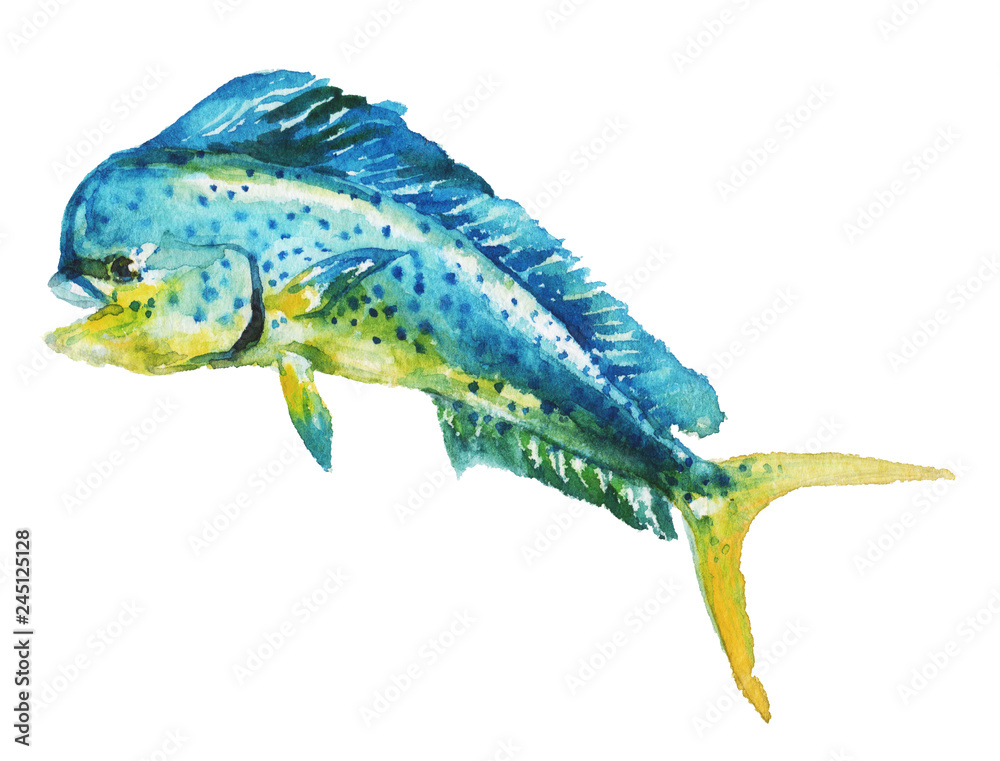Watercolor hand-drawn mahi-mahi fish illustration - jumping up