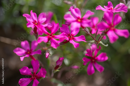 Purple flowers of a styloid phlox in the spring. Siberian country house