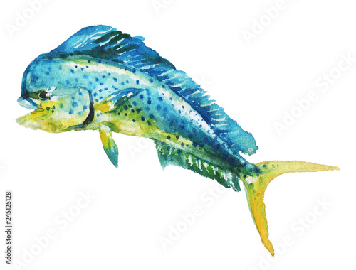 Watercolor hand-drawn mahi-mahi fish illustration - jumping up. Character, logo, children wallpaper, doodle, cartoon. Marine clip art. Ocean, sea inhabitant. photo