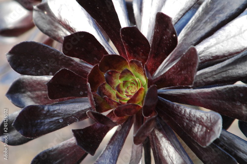 Succulent blossom