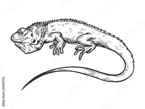 Iguana animal engraving vector illustration. Scratch board style imitation. Black and white hand drawn image.