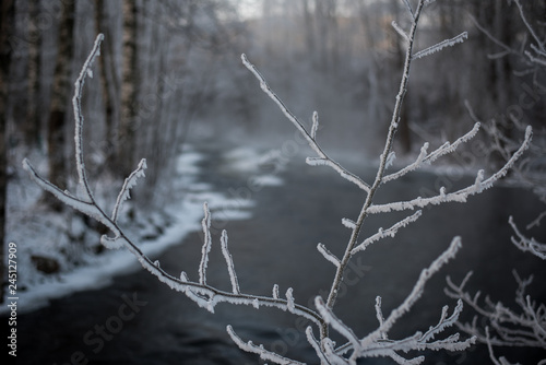 Frost pattern on a branch with a river in the background