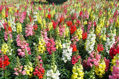 花壇-1