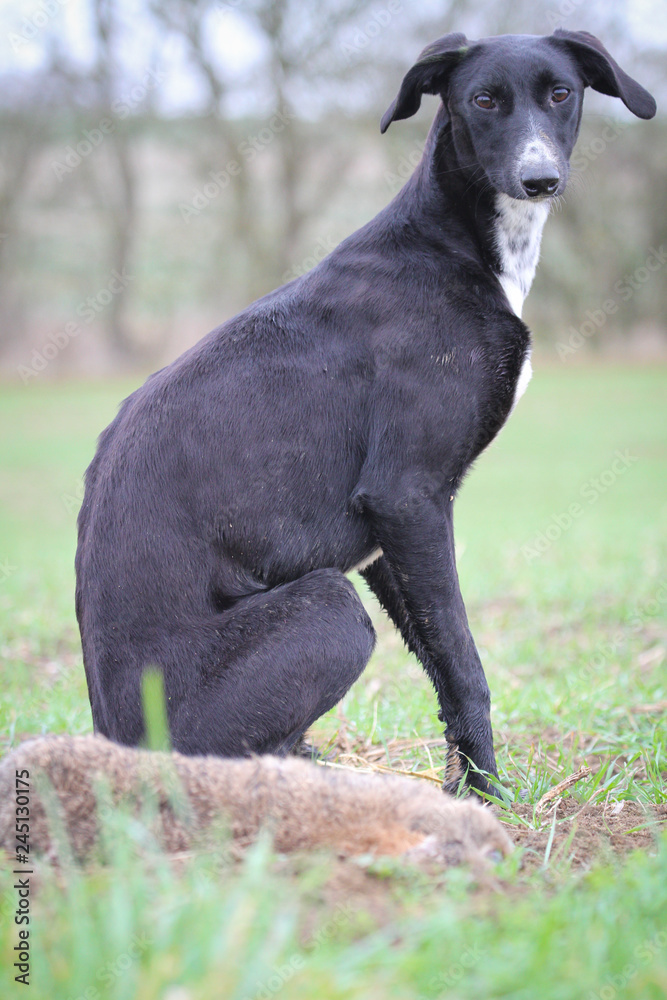 Black Working Lurcher with rabbit in forground 