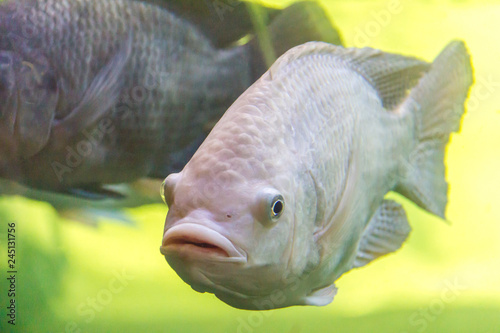 White carp fish, cyprinus carpio in a aquarium