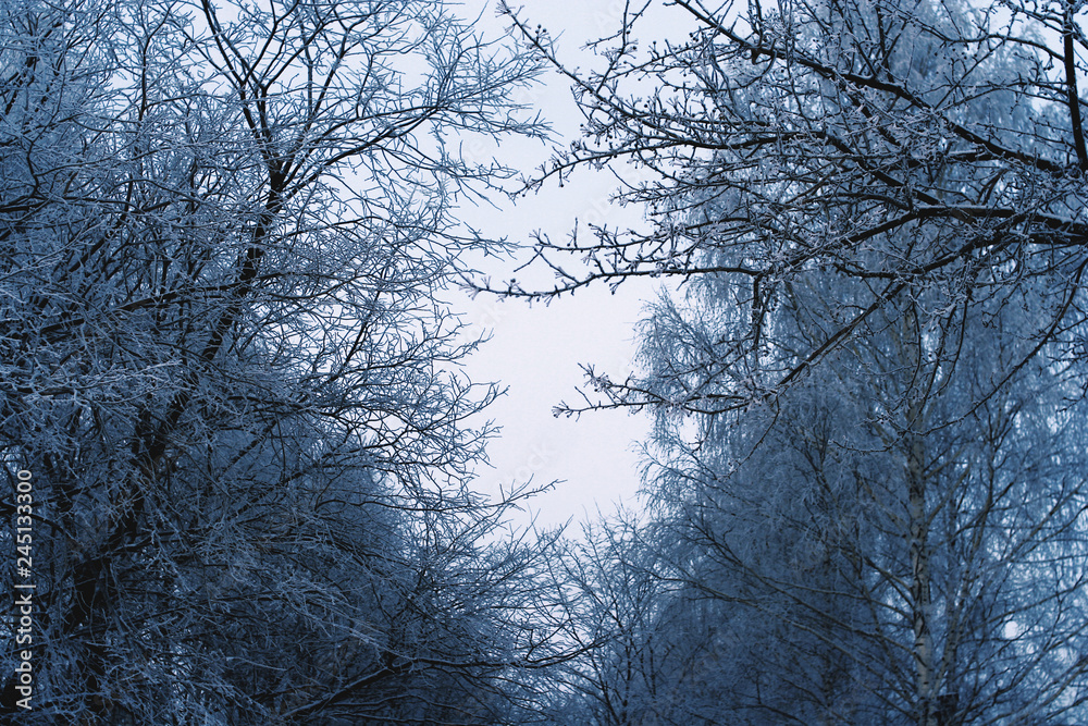 Fototapeta premium trees in winter