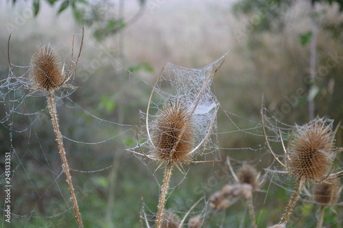 Cobwebs on a thistle