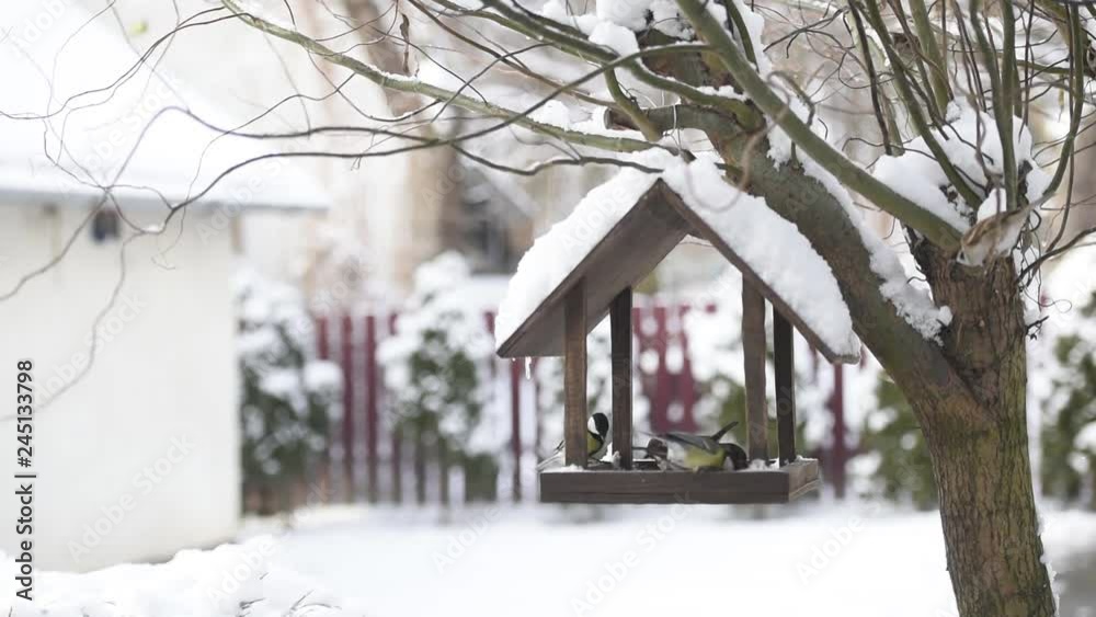 Small birds near wooden feedbox in winter time Small birds near wooden feedbox in winter time