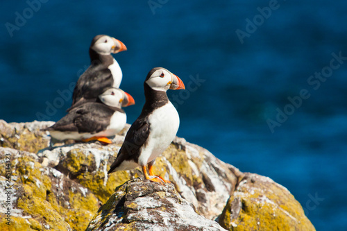 фотографія Puffin colony at the Isle of may in Scottland, UK