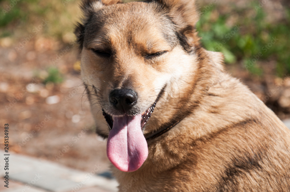 portrait of a dog portrait of a dog