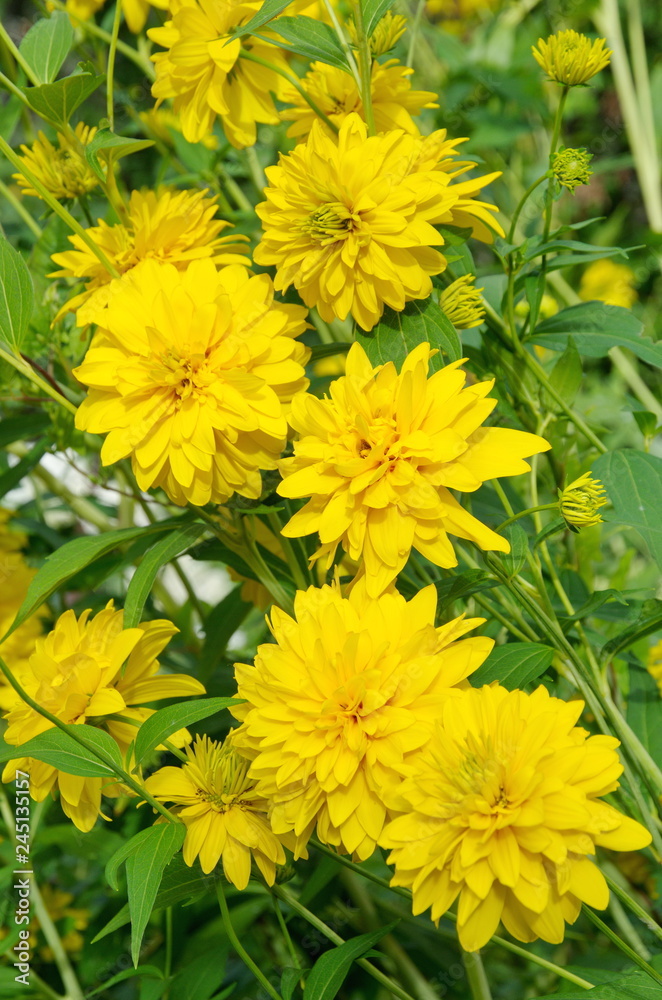 Blooming Rudbeckia laciniata, or Golden balls in the summer garden Blooming Rudbeckia laciniata, or Golden balls in the summer garden