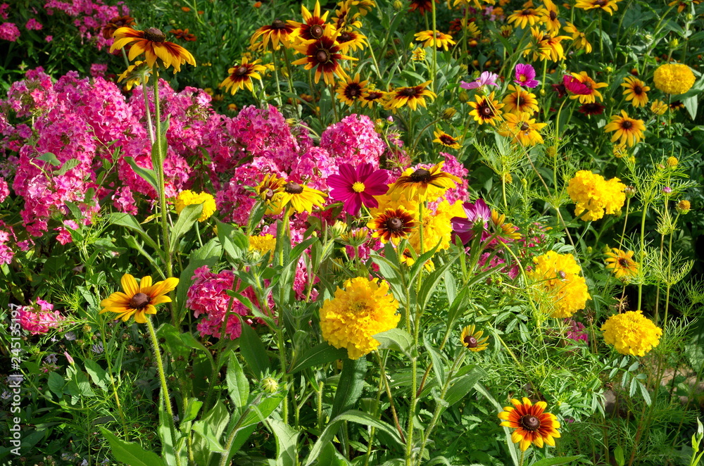 A flower bed with beautiful garden flowers on a summer day