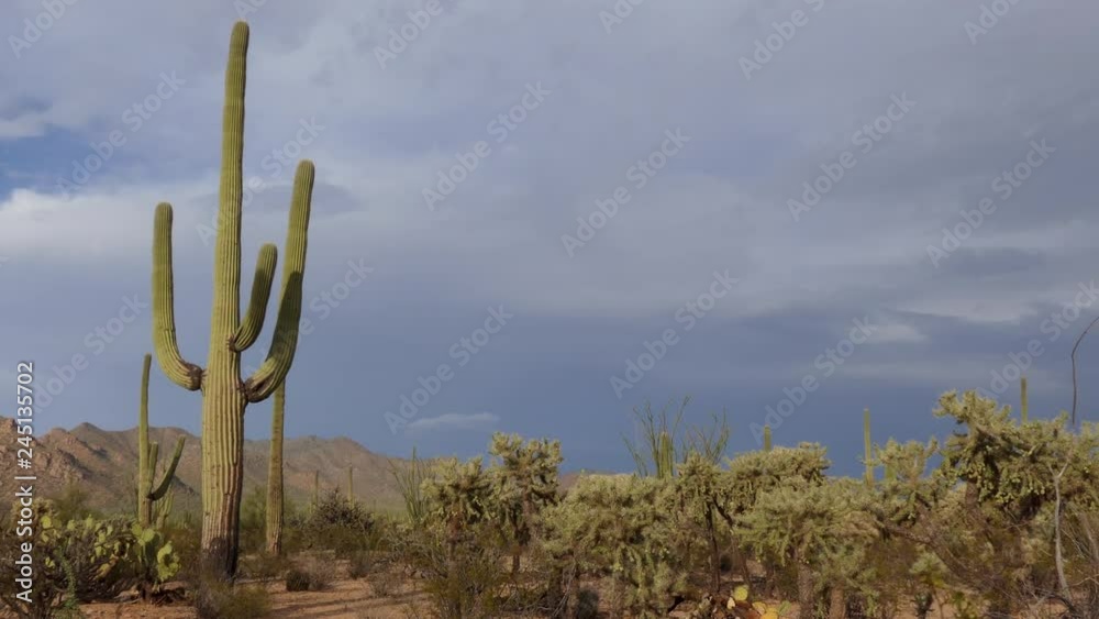 View of Saguaro National Park in Arizona, United States of America. Iconic American landscape with cacti, trees, plants, flora, summer vegetation and nature. Wild west scenery in desert wilderness View of Saguaro National Park in Arizona, United States of America. Iconic American landscape with cacti, trees, plants, flora, summer vegetation and nature. Wild west scenery in desert wilderness