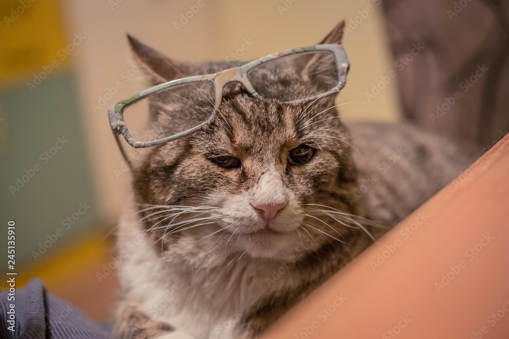 Brown white striped cat wearing a glasses.