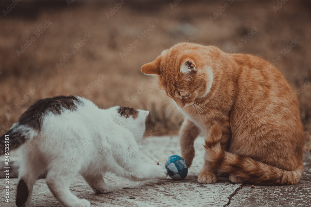 White and yellow cats playing with blue ball on the grass White and yellow cats playing with blue ball on the grass