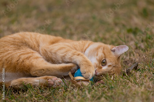 Yellow cats playing with blue ball on the grass. © Zoran