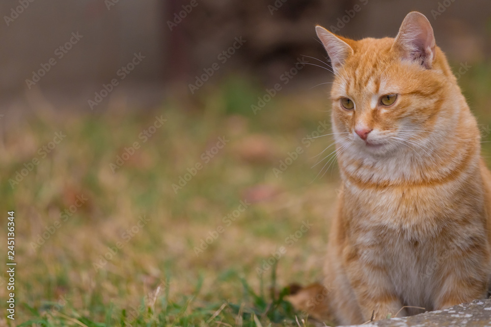 Yellow cat sit on green grass and look away